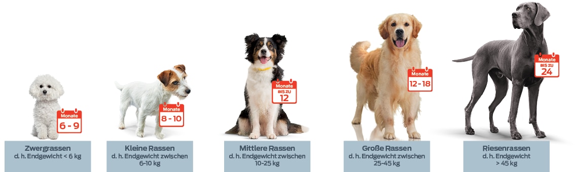 6 bis 9 Monate, Zwerghunde (d. h. Erwachsenengewicht < 6 kg). 8 bis 10 Monate, kleine Rassen (d. h. Erwachsenengewicht von 6 bis 10 kg oder 13 bis 20 lbs). Bis zu 12 Monate, mittlere Rassen (d. h. Erwachsenengewicht von 10 bis 25 kg oder 20 bis 50 lbs). 12 bis 18 Monate, große Rassen (d. h. Erwachsenengewicht von 25 bis 45 kg oder 50 bis 100 lbs). Bis zu 24 Monate, große Rassen (d. h. Erwachsenengewicht von >45 kg oder 100 lbs). 