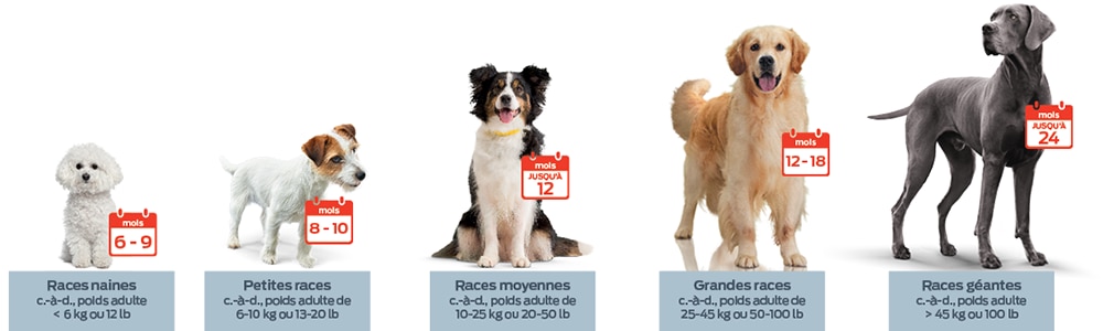 6 à 9 mois, races naines (c'est-à-dire poids adulte <6 kg ou 12 lbs). 8 à 10 mois, Petites races (poids de l'adulte de 6 à 10 kg ou 13 à 20 lbs). Jusqu'à 12 mois, races moyennes (c'est-à-dire poids adulte de 10 à 25 kg ou 20 à 50 lbs). De 12 à 18 mois pour les grandes races (poids adulte de 25 à 45 kg ou 50 à 100 lbs). Jusqu'à 24 mois, races géantes (c'est-à-dire poids adulte de >45 kg ou 100 lbs). 