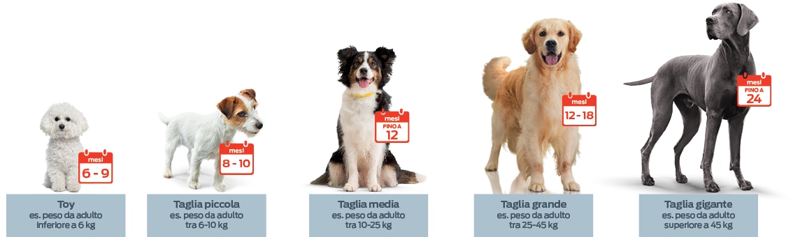 Da 6 a 9 mesi, razze giocattolo (cioè, peso adulto <6 kg o 12 lbs). Da 8 a 10 mesi, razze piccole (cioè, peso adulto da 6 a 10 kg o da 13 a 20 libbre). Fino a 12 mesi, razze medie (cioè, peso adulto da 10 a 25 kg o da 20 a 50 libbre). Da 12 a 18 mesi, razze grandi (cioè, peso adulto da 25 a 45 kg o da 50 a 100 libbre). Fino a 24 mesi, razze giganti (cioè, peso adulto da >45 kg o 100 lbs). 