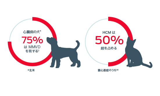 心疾患のある犬の 75% が MMVD であり、HCM は 50% 超を占めています。
