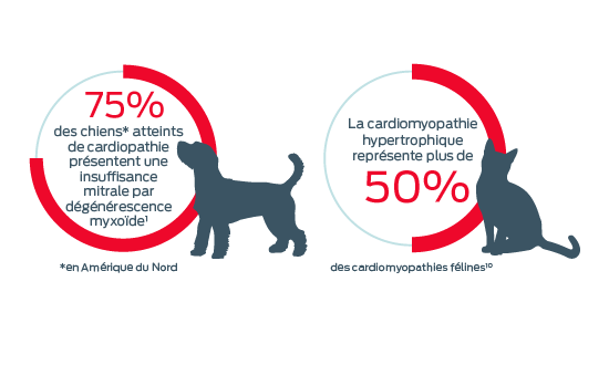 75 % des chiens atteints de maladie cardiaque ont une MMVD et plus de 50 % présentent une CMH