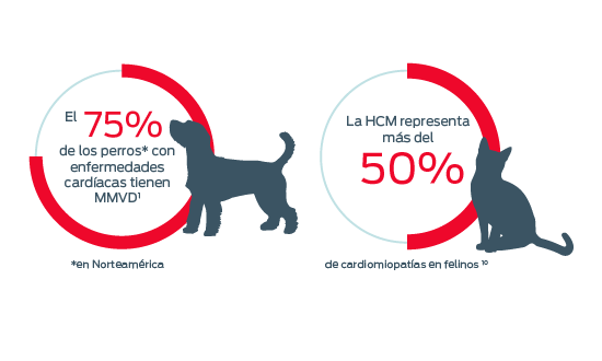 El 75 % de los perros con enfermedades cardíacas tienen MMVD y la ICC representa más del 50 %
