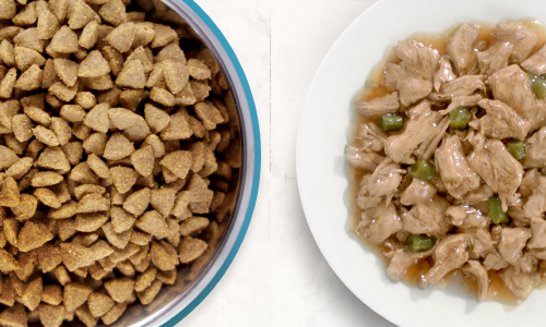 dry kibble in a bowl and wet cat food on a plate