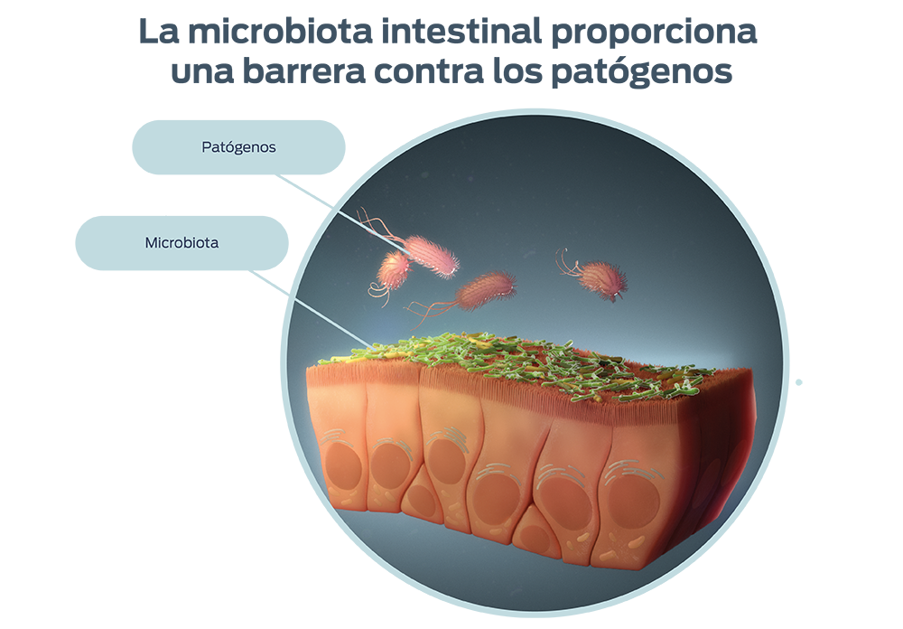 La microbiota intestinal proporciona una barrera contra los patógenos