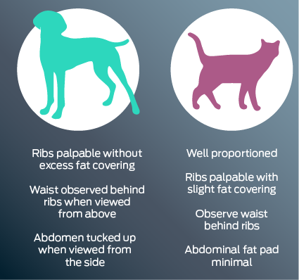 Dog - Hourglass shape when viewed from above. Easily feel ribs. Tummy tuck when viewed in profile. Cat - Minimal fat pad on tummy when in profile. Easily feel the ribs. Hourglass shape when viewed from above.