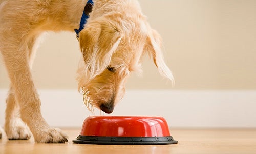 light color dog looking in red food bowl