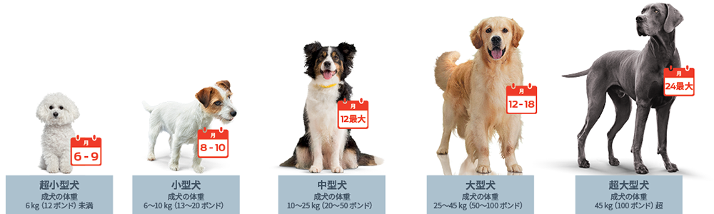 6～9ヵ月、トイ・ブリード（すなわち成人体重が6kgまたは12ポンド未満）。8～10ヵ月、小型犬種（すなわち成人体重が6～10kgまたは13～20ポンド）。12ヶ月まで、中型犬（例：成人体重が10～25kgまたは20～50ポンド）。12ヶ月から18ヶ月、大型犬（例：体重25kgから45kg、または50kgから100lbs）。24ヶ月まで、巨大犬種（すなわち、成犬時の体重が45kgまたは100ポンドを超えるもの）。