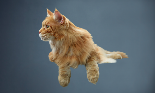 Orange long haired cat