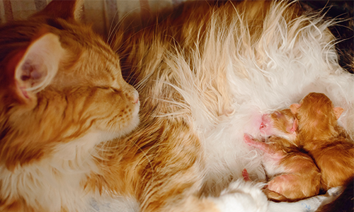 chatte rousse et blanche allaitant ses chatons