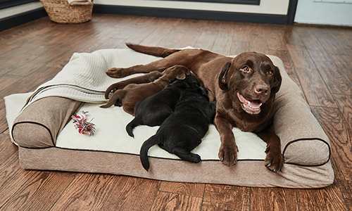 棕色拉布拉多犬正在为四只幼犬哺乳