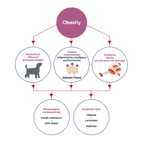 Obesity. Mechanical effect of excessive weight. Chronic inflammation, inflammatory mediators and hormones, adipose tissue. Oxidative stress, accelerated cell damage. Physiological consequence: insulin resistance, joint stress. Potential risks: disease, lameness, diabetes.