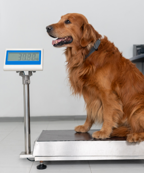動物病院で体重計に乗っている犬
