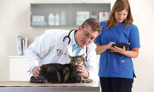 veterinarian examining a cat on table with assistant in background