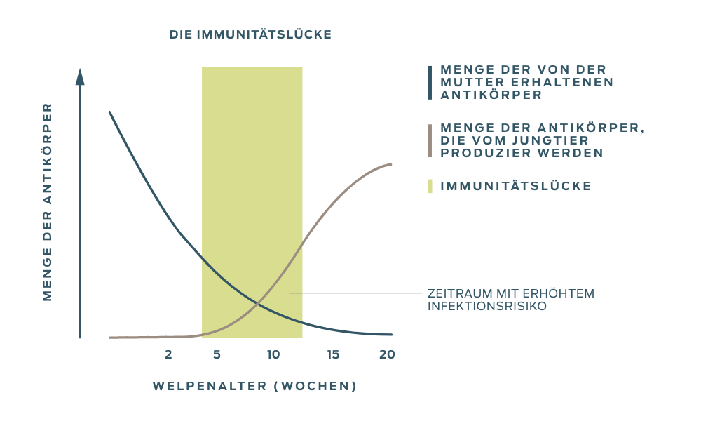 Ein Diagramm, das den Zeitraum des erhöhten Infektionsrisikos veranschaulicht, der eintritt, wenn sich die abnehmende Menge der von der Mutter erhaltenen Antikörper mit der zunehmenden Menge der vom Welpen oder Kätzchen produzierten Antikörper kreuzt.