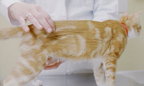 vétérinaire évaluant la corpulence d'un chat roux