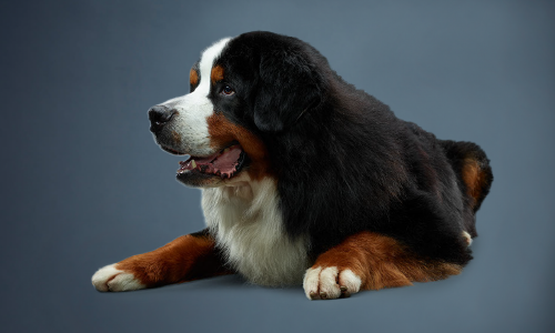 black, white and brown dog laying down with blue background