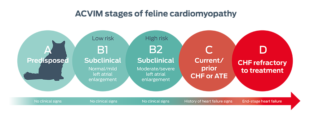 ACVIM stages of feline cardiomyopathy