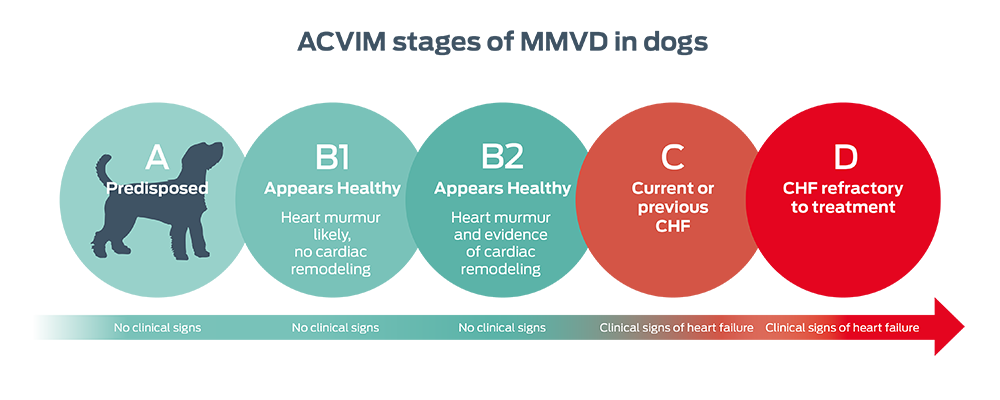 ACVIM stages of MMVD in dogs