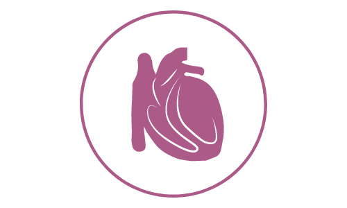 pictogramme de couleur violette illustrant le cœur d'un chat