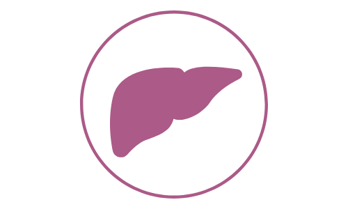 pictogramme de couleur violette illustrant le foie d'un chat