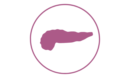 pictogramme de couleur violette illustrant le pancréas d'un chat