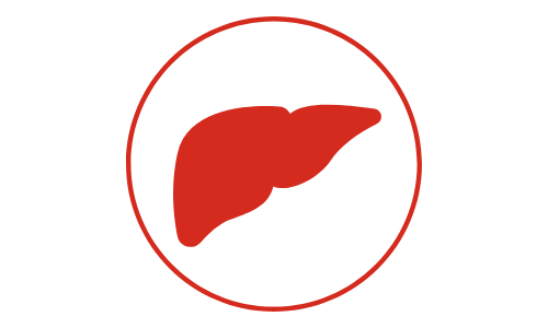 pictogramme de couleur rouge d'un foie