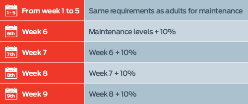 From week 1 to 5: Same requirements as adults for maintenance; Week 6: Maintenance levels + 10%; Week 7: Week 6 + 10%; Week 8: Week 7 + 10%; week 9: Week 8 + 10%