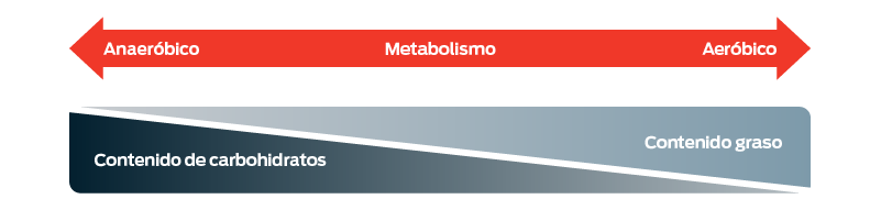 Metabolismo