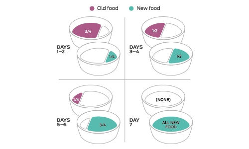 switching pet foods cats graphic