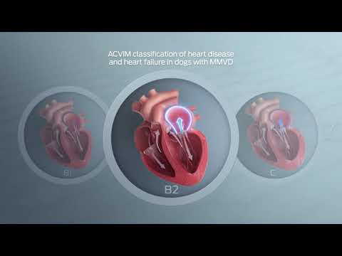 栄養科学：犬の僧帽弁粘液腫様変性 (MMVD) 管理 | Purina Institute