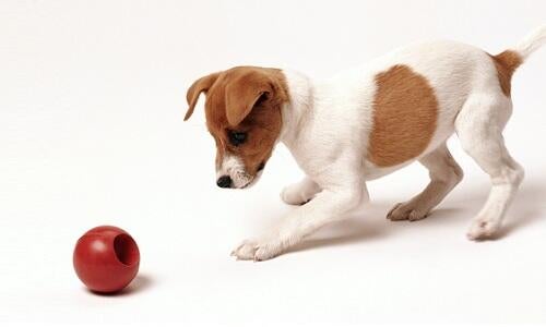 brown and white puppy playing with a red ball