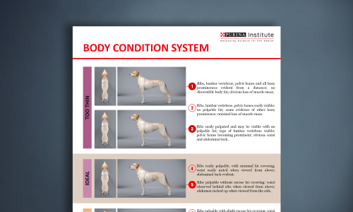 body condition system image