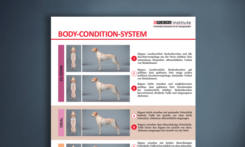 body condition system image