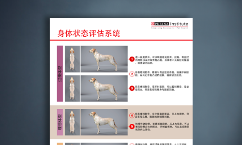 犬身体状况系统表