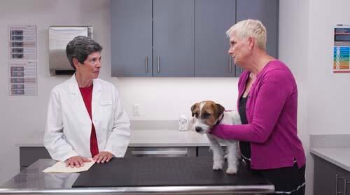Discussing Non-Traditional Pet Food Diets: Owner is Resistant to Change