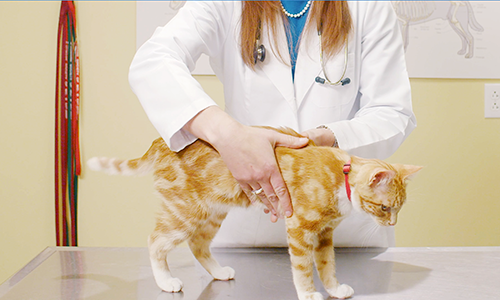 veterinary examining a cat on exam table