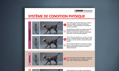 feline body condition system