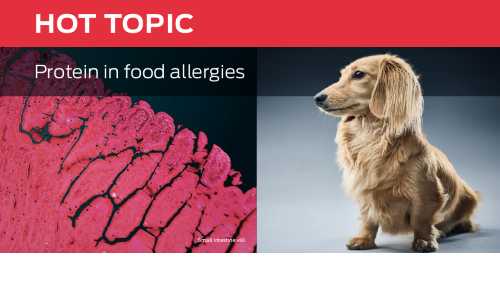 hot topic protein in food allergies