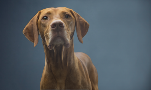 brown dog looking at camera with blue background