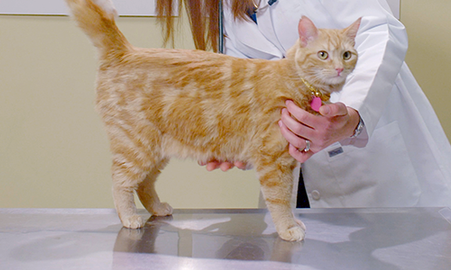veterinary examining a cat on exam table