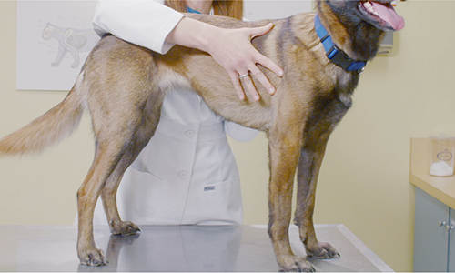 veterinary examining a dog on exam table