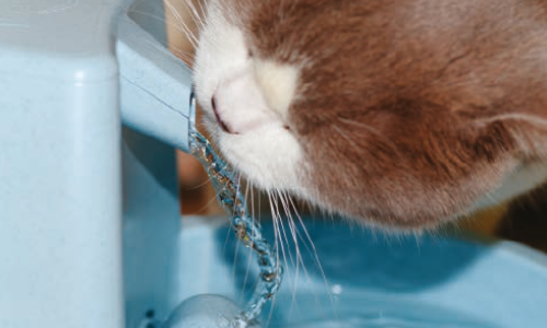 Hydration in Pets