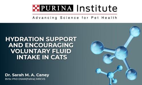 Hydration support and encouraging voluntary fluid intake in cats