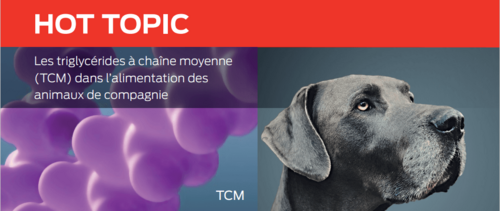 Les triglycérides à chaîne moyenne (TCM) dans l’alimentation des animaux de compagnie