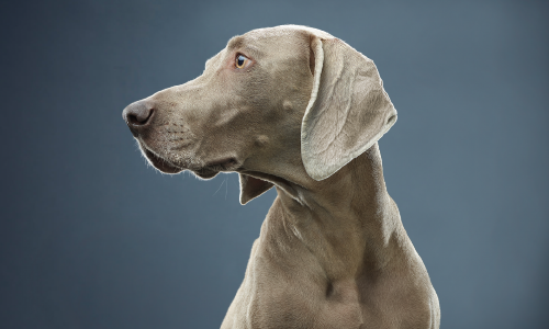 Understanding Mild Age-Related Cognitive Decline in Dogs and the Role of Diet