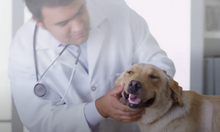 canine epilepsy video screenshot