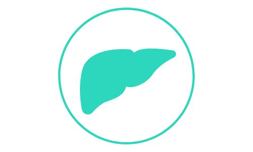teal canine liver icon
