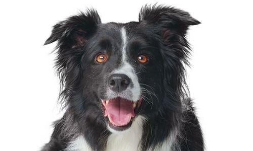 A black and white border collie