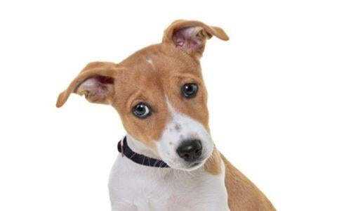 purebred Jack Russell Terrier puppy