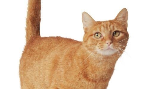 Orange indoor domestic shorthair cat